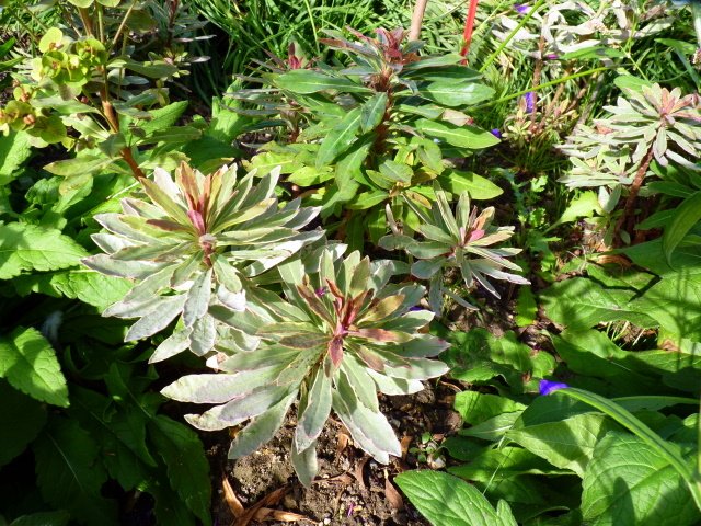 Euphorbia amygdaloides 'Helena'